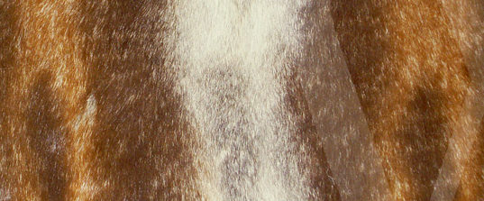 banner-fur-aspect-ratio-1246-518